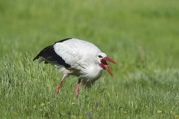 White stork (Ciconia ciconia)