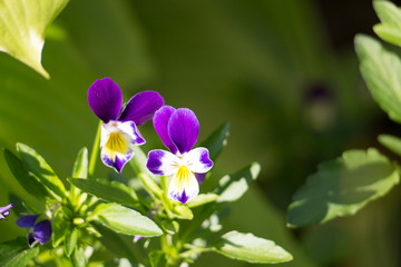 Obraz na płótnie Canvas Pansy flowers in spring