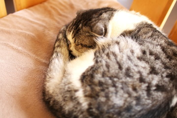 丸まって眠るネコ