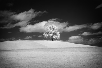 lonely tree with infrared filter