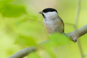 Sumpfmeise (Poecile palustris) Nonnenmeise in einem zart grünen Frühlingswald