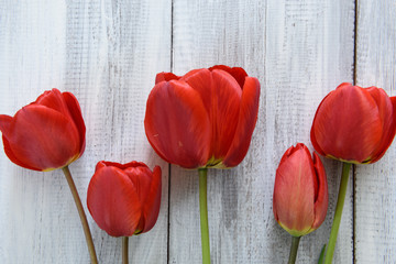 Row of tulips on wooden background