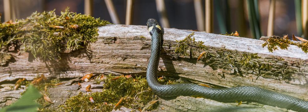 Ringelnatter (Natrix natrix) beim Sonnenbad auf einem Baum im Fr&uuml;hling