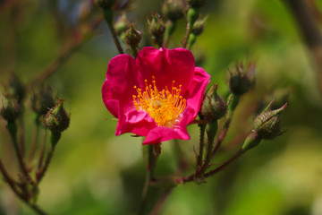 Close-up of bright pink flower with yellow middle