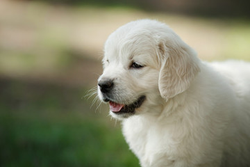 Little puppy Golden retriever