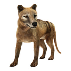 3D Rendering Thylacine on White