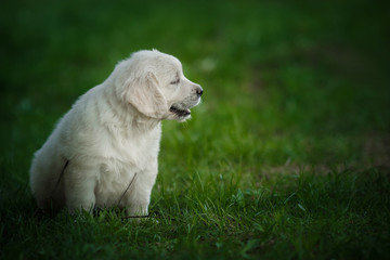 Little puppy Golden retriever