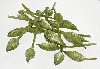 Baerlauchknospen auf weissem Hintergrund