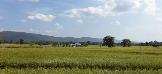 Fototapeta premium Rice cornfield