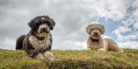 Spanish Water Dogs
