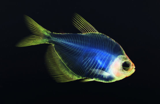Alizarin bone stain anatomical fish skeleton preparation of a white finned tetra