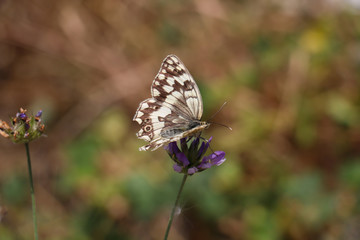 Butterfly on small violet wildflower