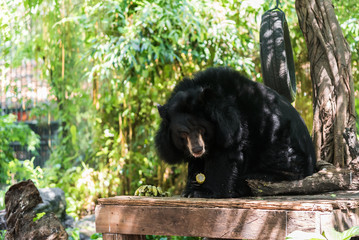 Asiatic black bear (Ursus thibetanus) eating corn.