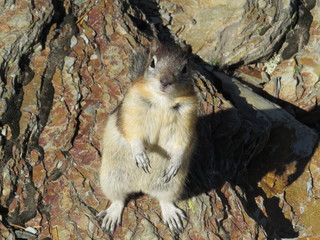 Begging ground squirrel at Lake Grinnell