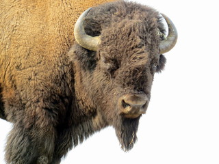 Bison looking at us in Yellowstone National Park © tinky1971