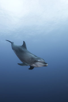 Atlantic Bottle Nose Dolphins (Tursiops Truncatus) Socorro Island, Mexico