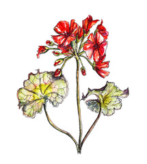 Watercolor botanical illustration of pelargonium flower