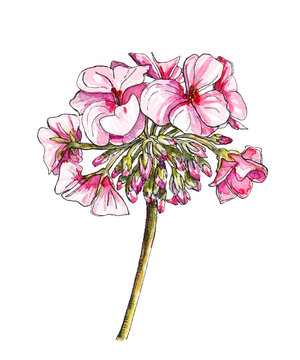 Watercolor botanical illustration of pelargonium flower