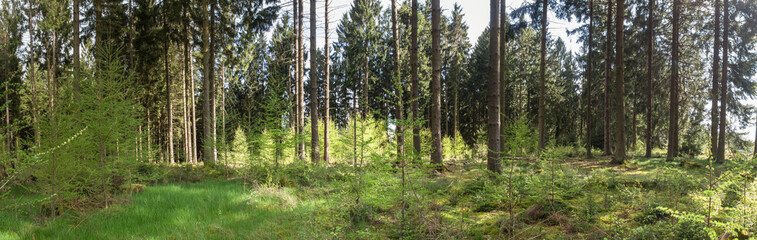 german forest high definition panorama