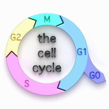  Illustration of the biological cell cycle