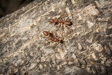 ant closeup