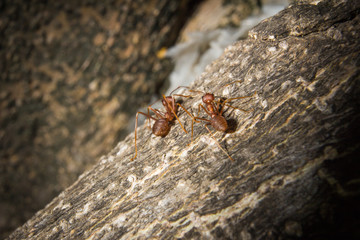 ant closeup