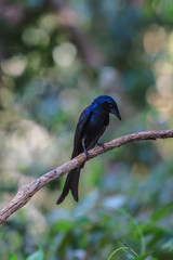 Black drongo  beautiful bird in forest