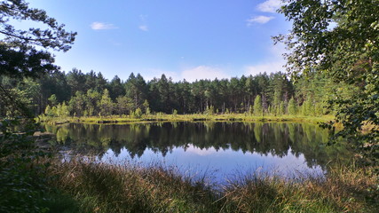 Użytek ekologiczny Żabińskich Błoto w Schodnie