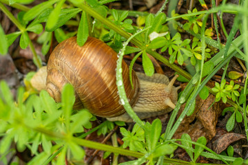 A snail in the grass