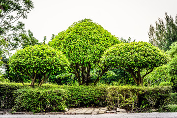 Khoi, Siamese rough bush decoration in the public park.