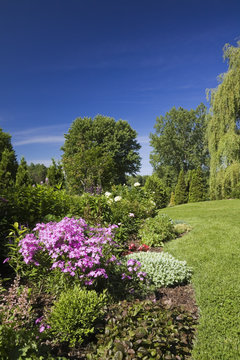 Garden lawn with border of various plants, shrubs and flowers including pink phlox carolina 'Bill Baker' flowers in spring season