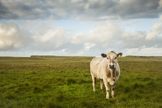 Portrait of cow in field, Giants Causeway, Bushmills, County Antrim, Northern Ireland, elevated view