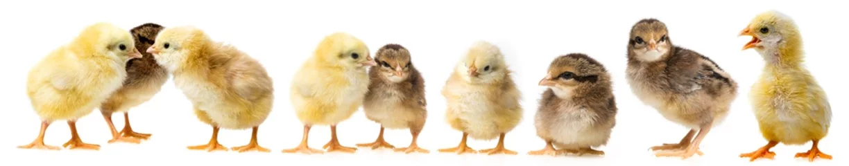 Fotobehang Kip schattige kippen