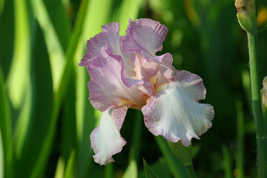 Iris mauve et blanc au printemps, Jardin des Plantes Paris