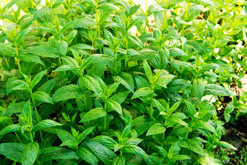 bed of peppermint in the garden in the spring