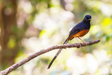 White-rumped Shama standing on a branch