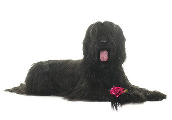 Briard in studio