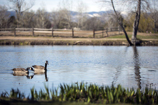 Canada geese in the pond with Rocky Mountain background