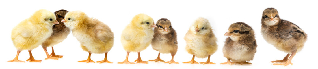 cute chickens