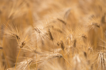 黄金色に色づいた収穫前の小麦畑