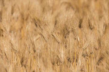黄金色に色づいた収穫前の小麦畑