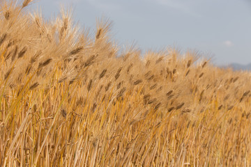 黄金色に色づいた収穫前の小麦畑
