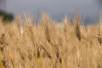 黄金色に色づいた収穫前の小麦畑