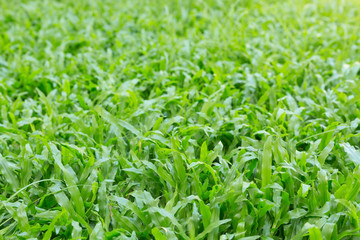 Fototapeta premium green grass turf garden in morning