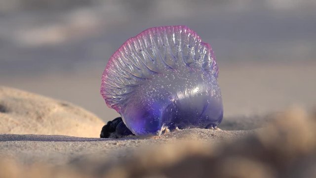 Atlantic Portuguese Man o' war (Physalia physalis) on the Bermuda beach.