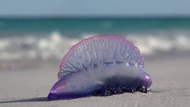 Atlantic Portuguese Man o' war (Physalia physalis) on the Bermuda beach.