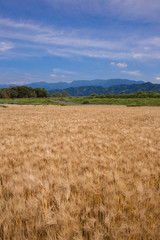 Obraz premium 黄金色に色づいた収穫前の小麦畑