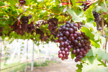 Red Grapes in the vineyard
