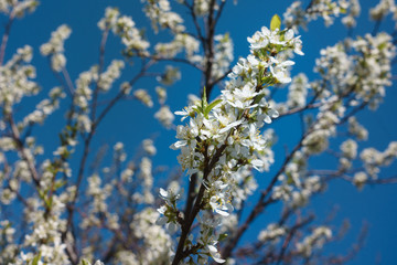 Cherry Blossoms