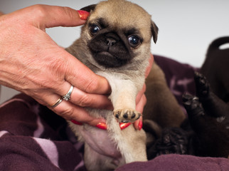 Pug puppies portrait